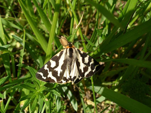 Parasemia plantaginis.jpg © Commons
