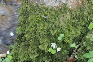 Thamnobryum alopecurum (b, 144753-474748) 4293.jpg © HermannSchachner