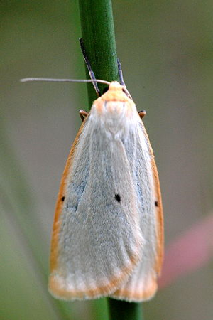 Cybosia.mesomella.jpg © James K. Lindsey