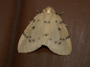 Paidia rica.jpg © Fturmo