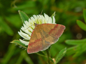 Noctuidae - Phytometra viridaria-1.JPG © Hectonichus