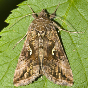 Autographa.gamma.6902.jpg © Commons