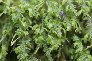 Anomodon attenuatus (a, 144707-474823) 4991.jpg © HermannSchachner