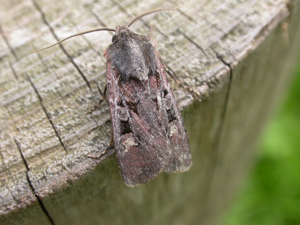 Euxoa obelisca2.jpg © Donald Hobern