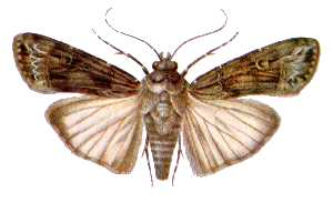 Agrotis ipsilon (ento-csiro-au).jpg © Commons