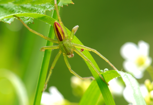 Micrommata virescens Luc Viatour.jpg © Luc Viatour
