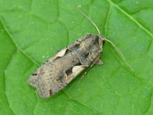Xestia.c-nigrum.jpg © Commons
