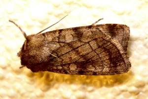 Xestia sexstrigata.jpg © Mick Talbot