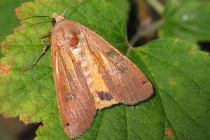 Noctua pronuba1.jpg © Holger Gröschl