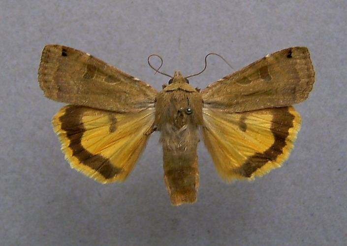 Noctua orbona 1.jpg © Dumi