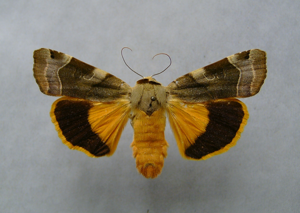 Noctua fimbriata2.jpg © Dumi