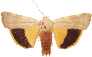 Noctua tirrenica female.jpg © Lsadonkey