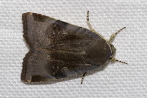Noctua.janthina.7349.jpg © Commons