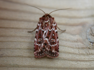 Lycophotia porphyrea.jpg © Donald Hobern from Canberra, Australia