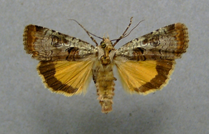 Epilecta linogrisea01.jpg © Dumi