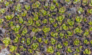 Tortula atrovirens (convolute desmatodon moss) (7051455643).jpg © Commons