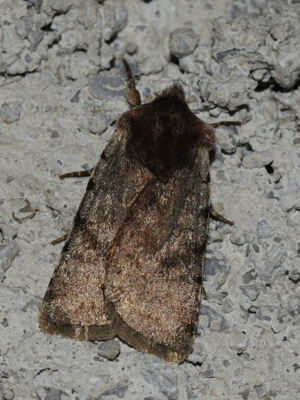 Cerastis rubricosa (1).JPG © Myself
