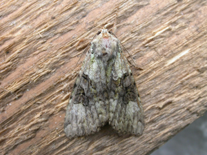 Anaplectoides prasina.jpg © Donald Hobern from Canberra, Australia