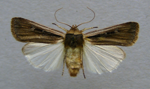 Ochropleura leucogaster.jpg © Dumi