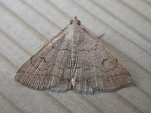 Zanclognatha lunalis.jpg © Donald Hobern from Canberra, Australia