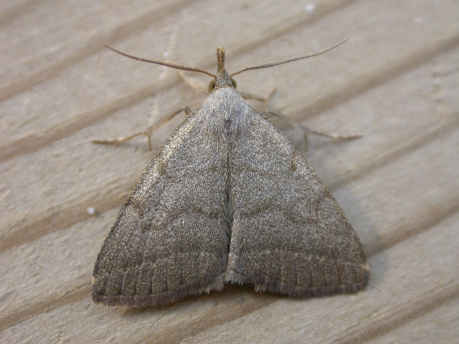 Herminia tarsicrinalis.jpg © dhobern