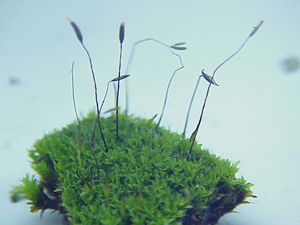 Tortula muralis0.jpg © Kurt Stüber [1]