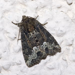 Oligia.strigilis.7217.jpg © Commons