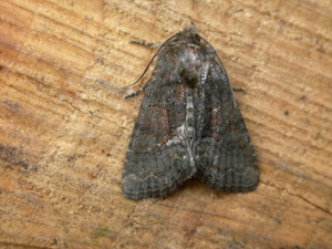 Oligia latruncula.jpg © dhobern