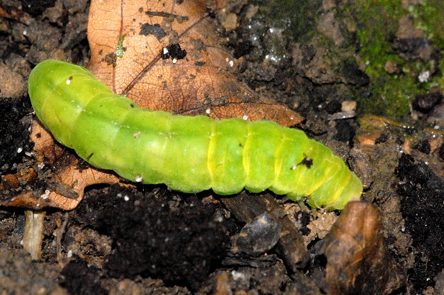 Polymixis.flavicincta5.-.lindsey.jpg © James K. Lindsey