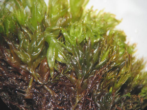 Tortula subulata.jpeg © Kristian Peters -- Fabelfroh 08:24, 2 June 2007 (UTC)