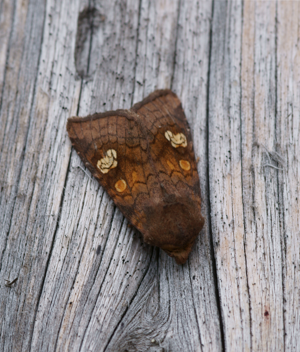 Amphipoea oculea.JPG © kallerna