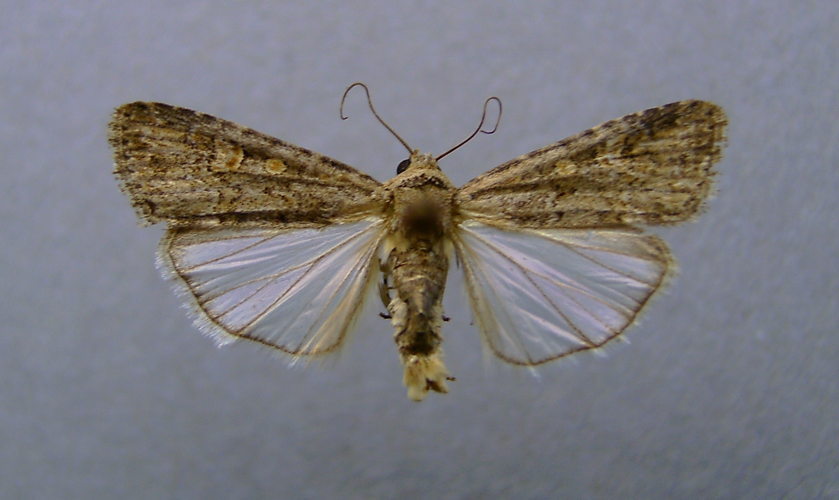 Spodoptera exigua1.jpg &copy; Dumi