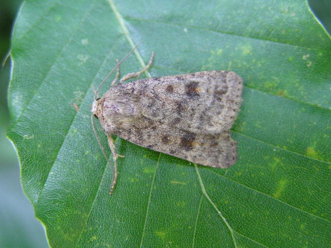 Caradrina morpheus FvL.jpg © Fvlamoen