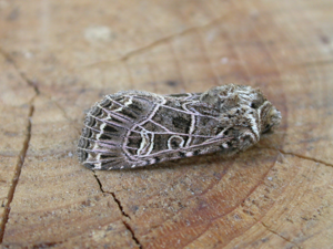 Heliophobus reticulata.jpg © Donald Hobern