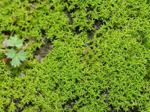 Barbula unguiculata.jpeg © Kristian Peters -- Fabelfroh 13:24, 29 December 2006 (UTC)