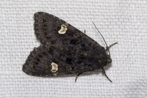 Melanchra.persicariae.7300.jpg © Commons