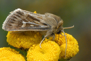 Cerapteryx.graminis.jpg © James K. Lindsey