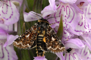 Anarta.myrtilli.-.lindsey.jpg © James K. Lindsey