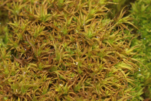 Didymodon vinealis (a, 164120-475531) 9252.JPG © HermannSchachner