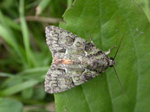 Polyphaenis sericata 1.jpg © dhobern