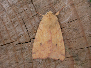 Enargia paleacea.jpg © Donald Hobern