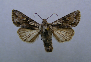 Chloantha hyperici.jpg © Dumi
