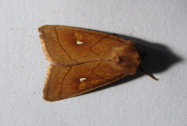 Mythimna conigera1.jpg © Engeser