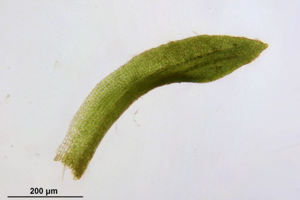 Gymnostomum aeruginosum (a, 145144-474909) 8409.JPG © HermannSchachner