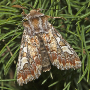 Panolis.flammea.7102.jpg © Commons