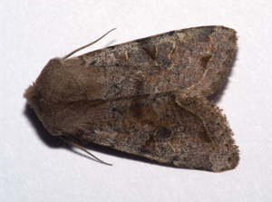 Orthosia incerta01.jpg © Kulac