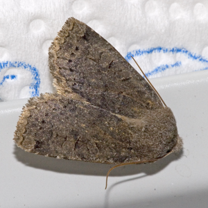 Conistra.ligula.7154.jpg © Commons