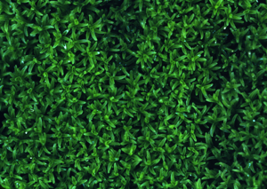 Gymnostomum calcareum (calcareous gymnostomum moss) (7153291403).jpg © Commons