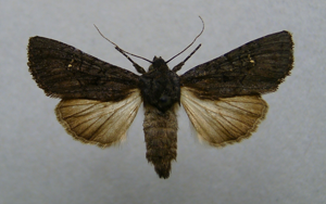 Aporophyla nigra.jpg © Dumi