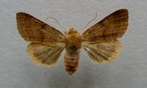 Agrochola helvola.jpg © Dumi